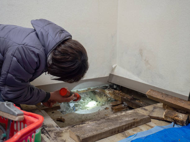 Best Mold Removal for HVAC Installations  in Riverse, ID