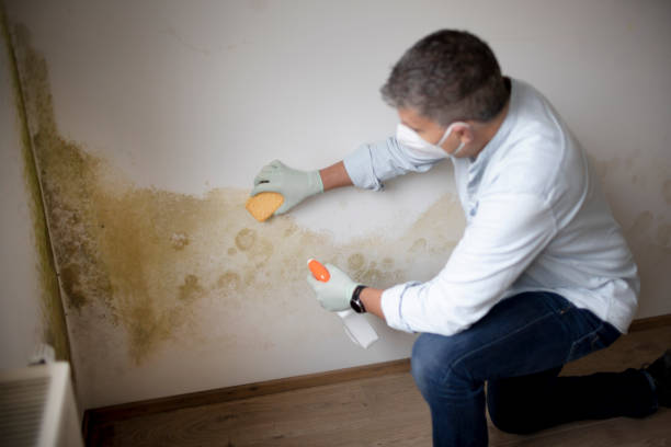Professional Mold Removal in Riverside, ID