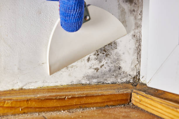 Best Black Mold Removal  in Riverse, ID